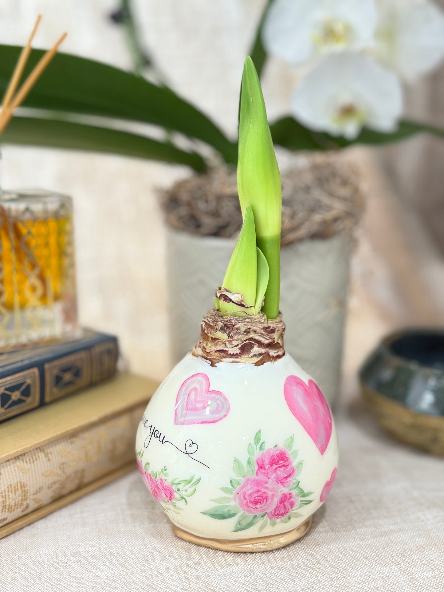 Valentine's Day Amaryllis Bulb White Bloom