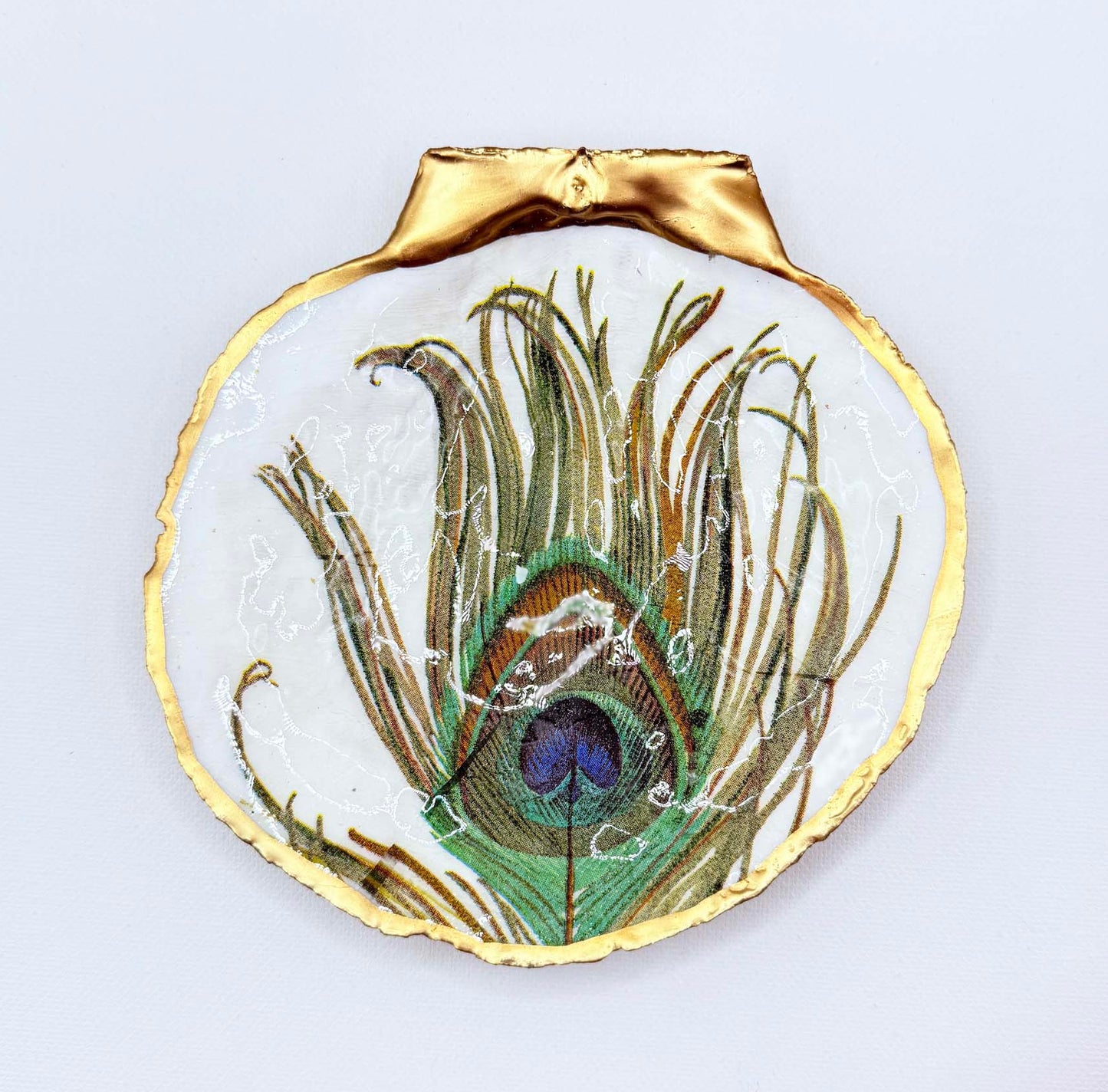 Peacock Feather Scallop Shell