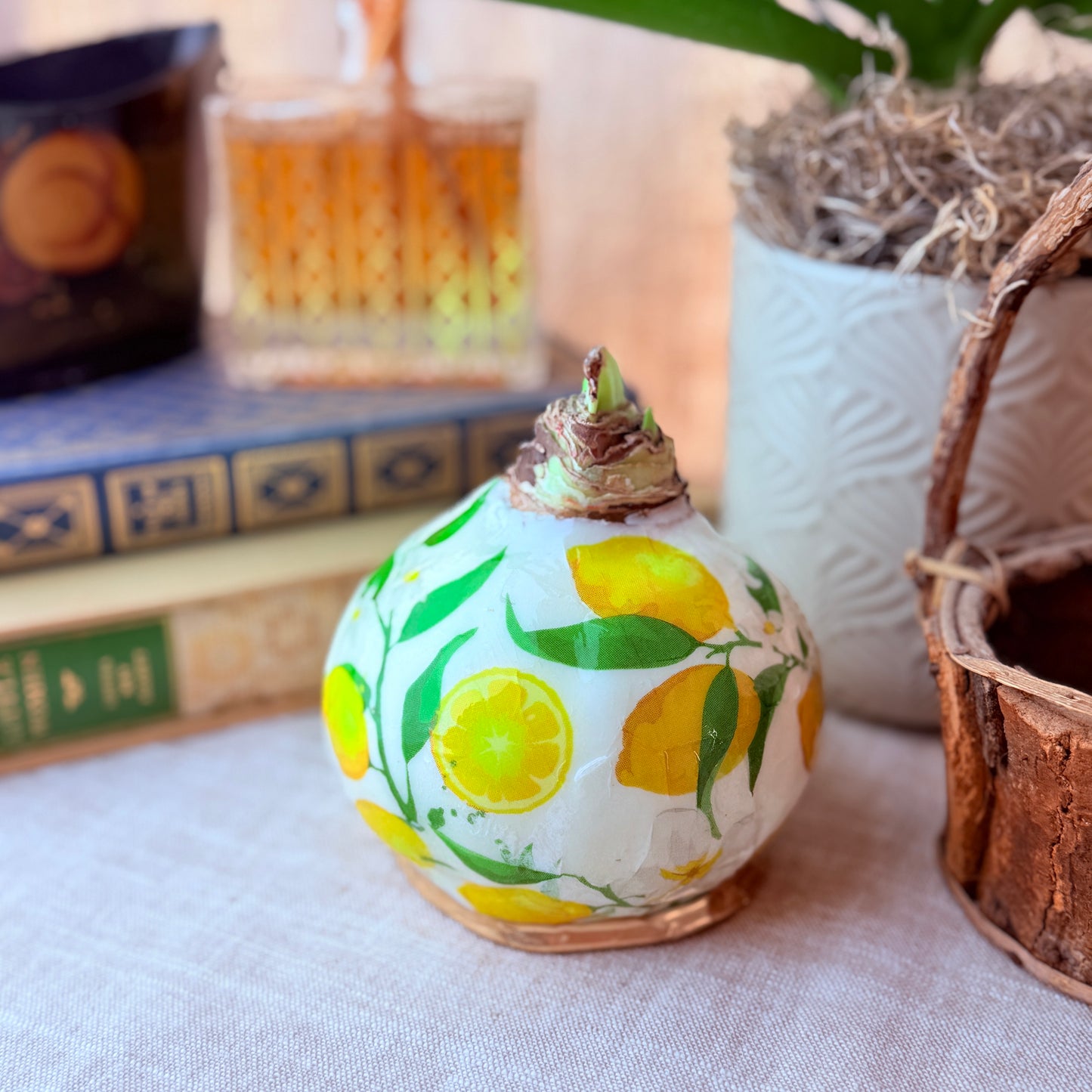 Designer Amaryllis Bulb White Bloom