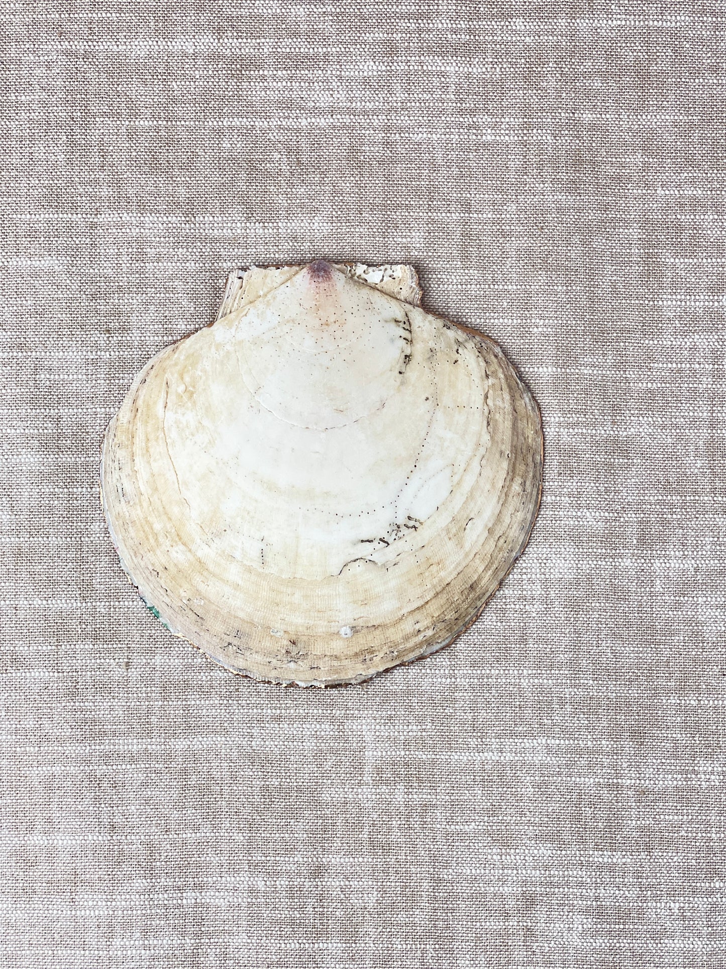 Oranges Scallop Shell