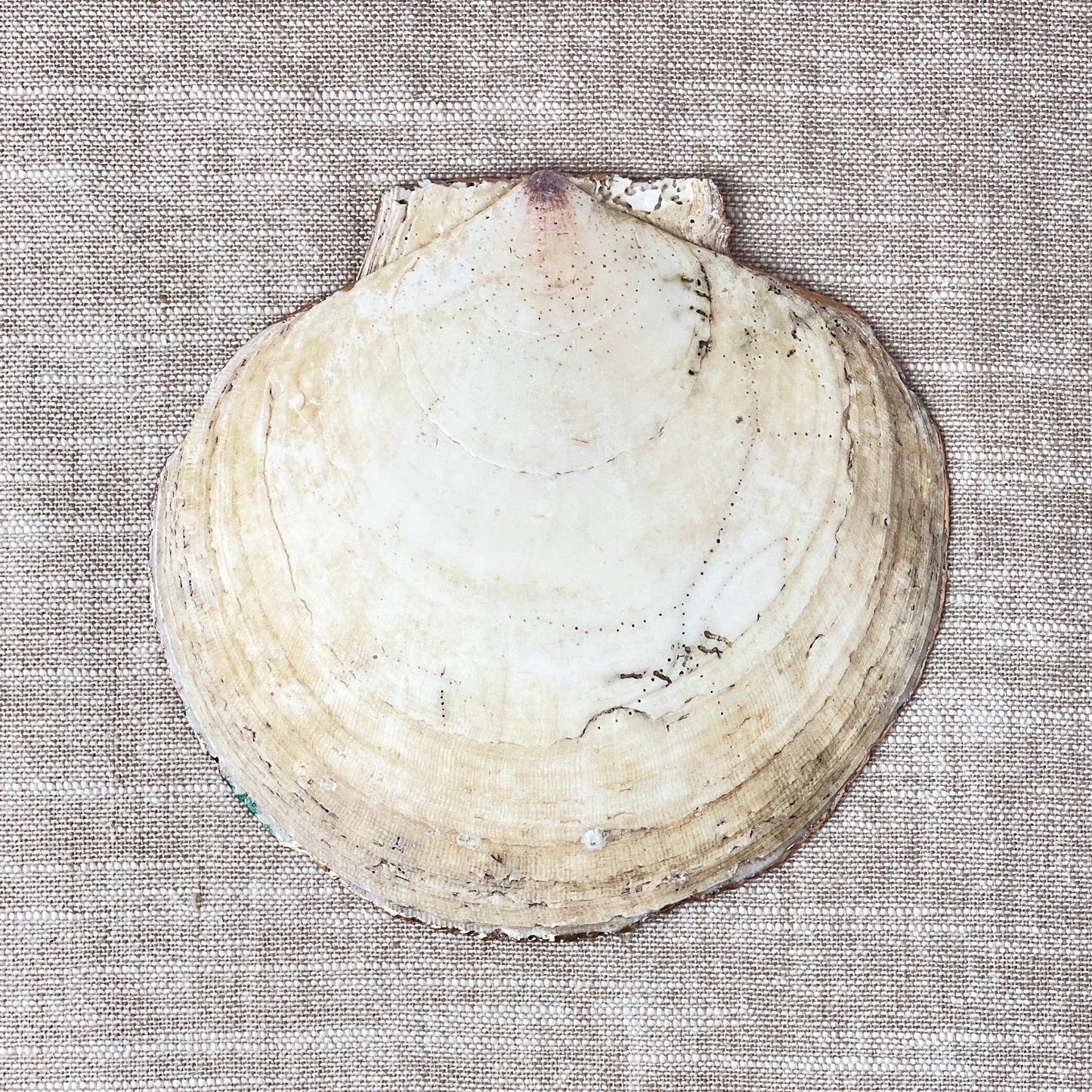 A scallop shell placed on a neutral background.