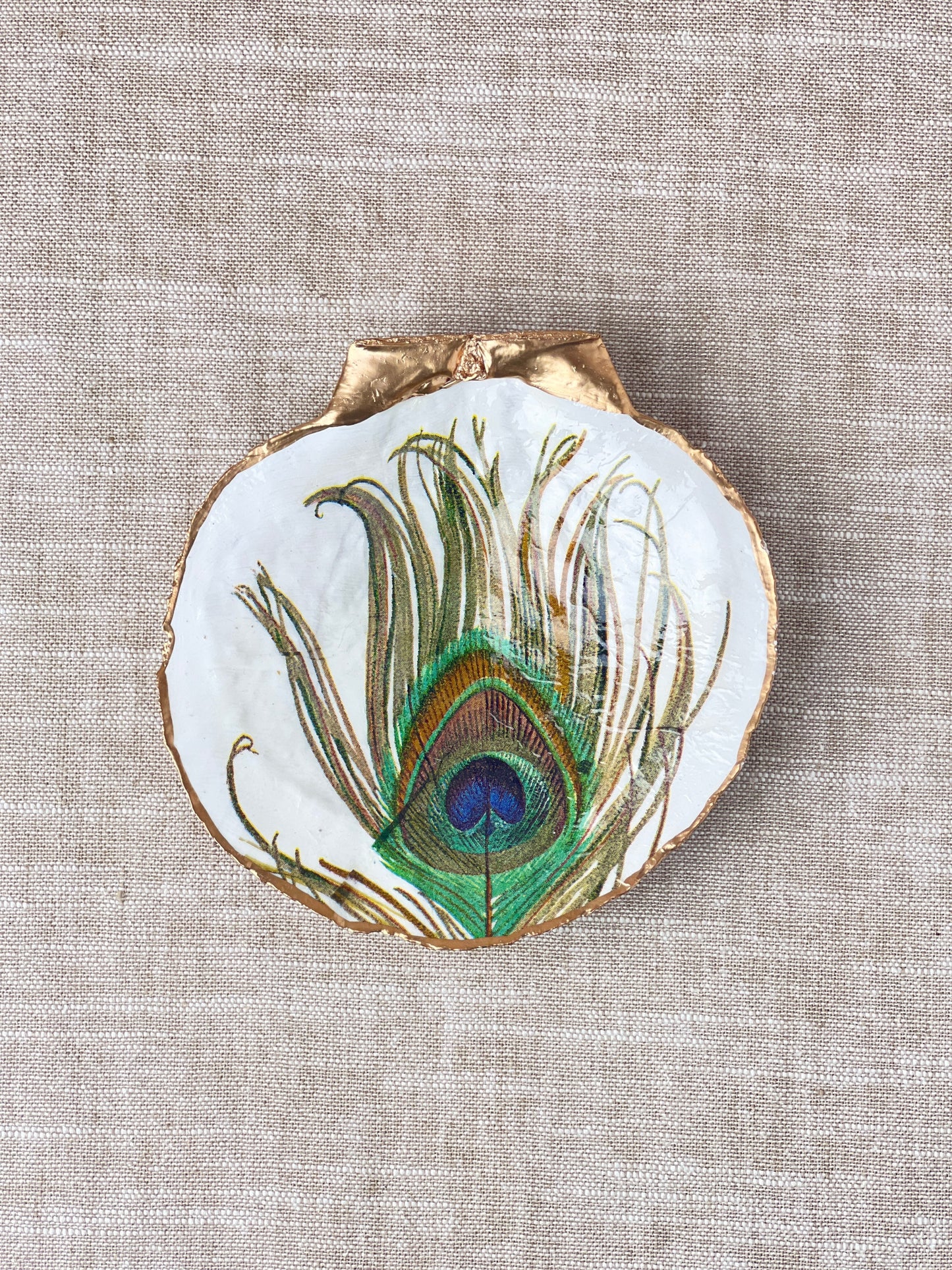 Peacock Feather Scallop Shell