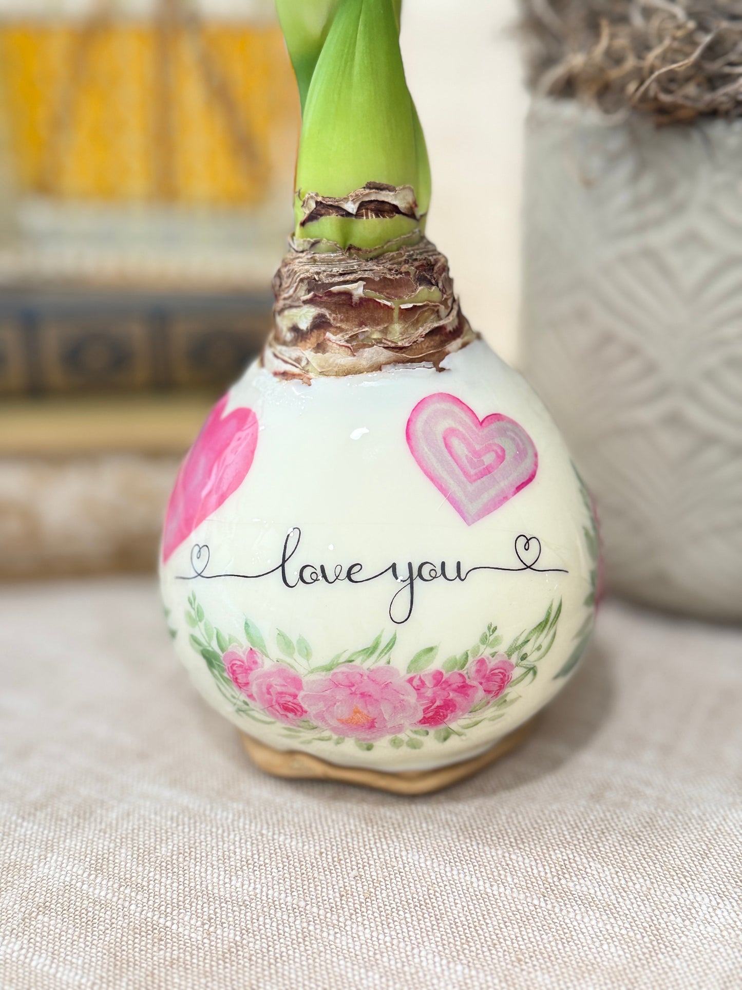 Valentine's Day Amaryllis Bulb White Bloom