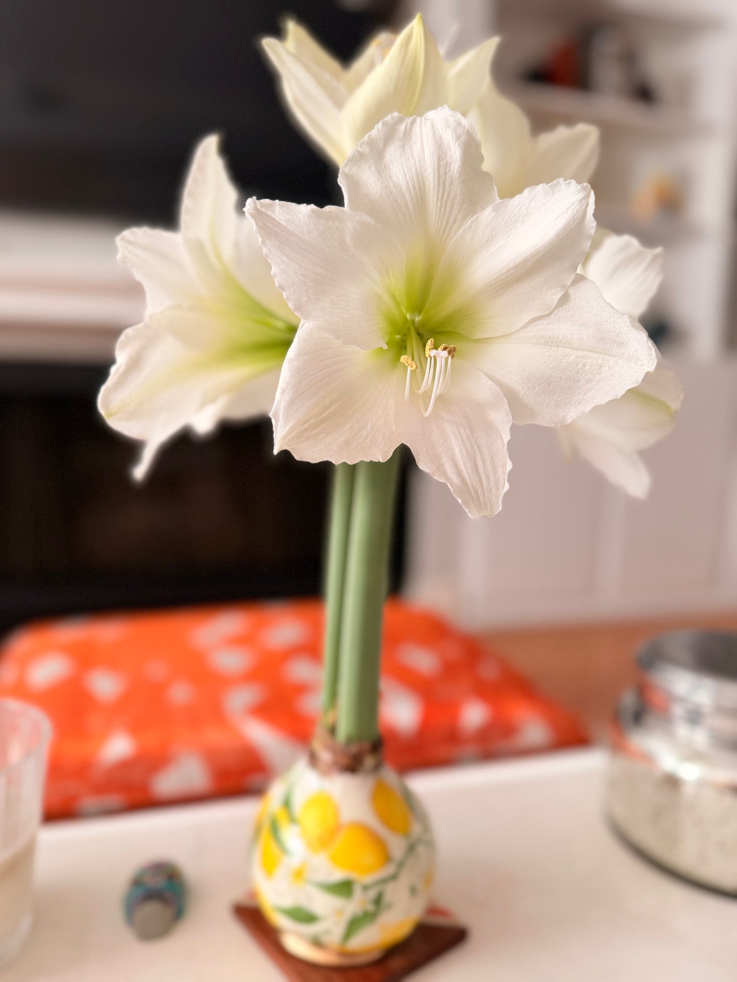 Designer Amaryllis Bulb White Bloom