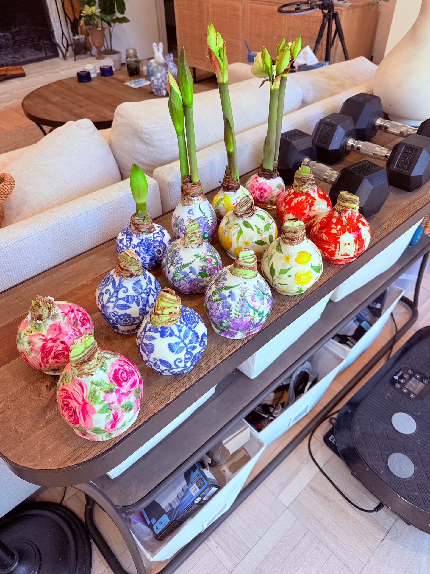 Designer Amaryllis Bulb White Bloom