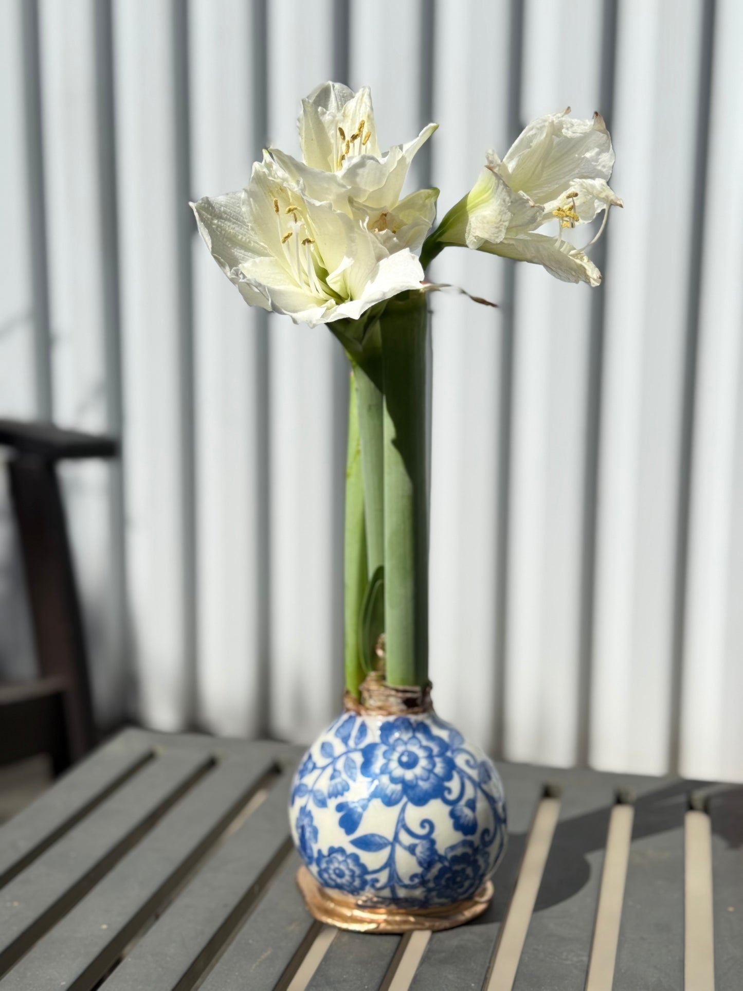 Designer Amaryllis Bulb White Bloom