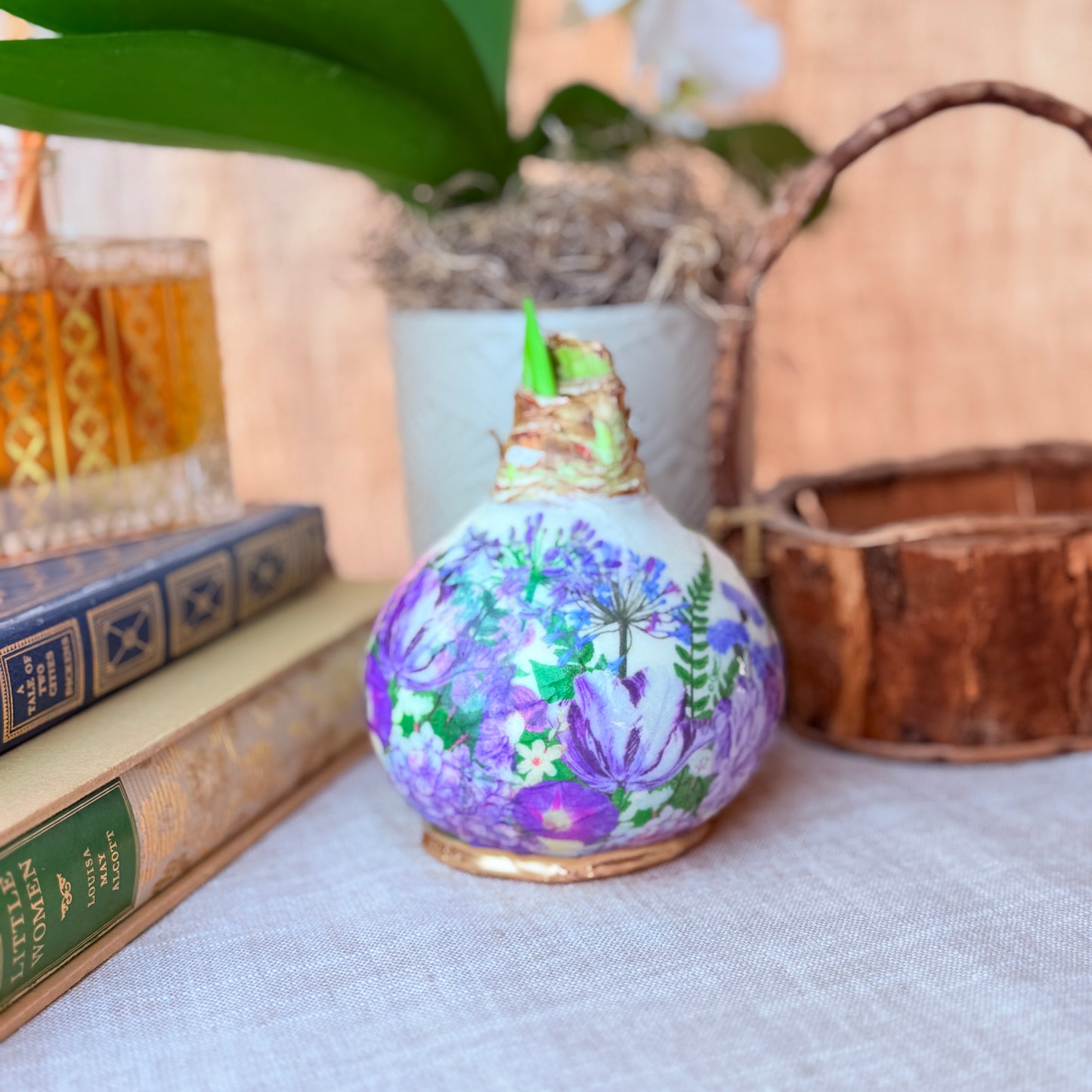 Designer Amaryllis Bulb White Bloom