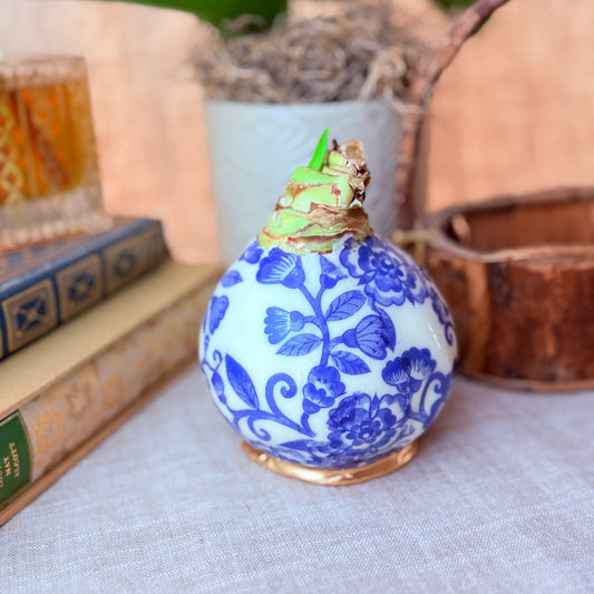 Designer Amaryllis Bulb White Bloom