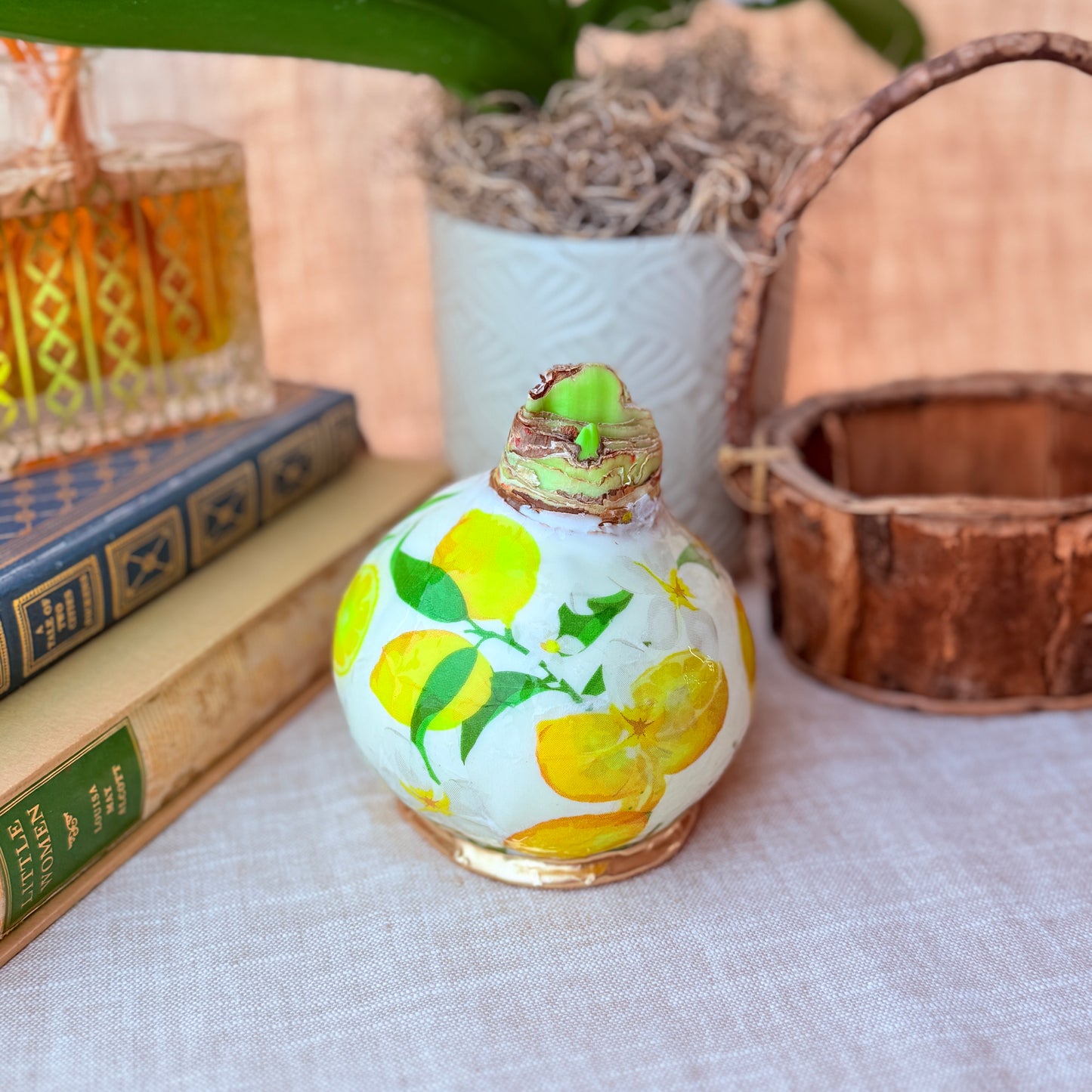 Designer Amaryllis Bulb White Bloom