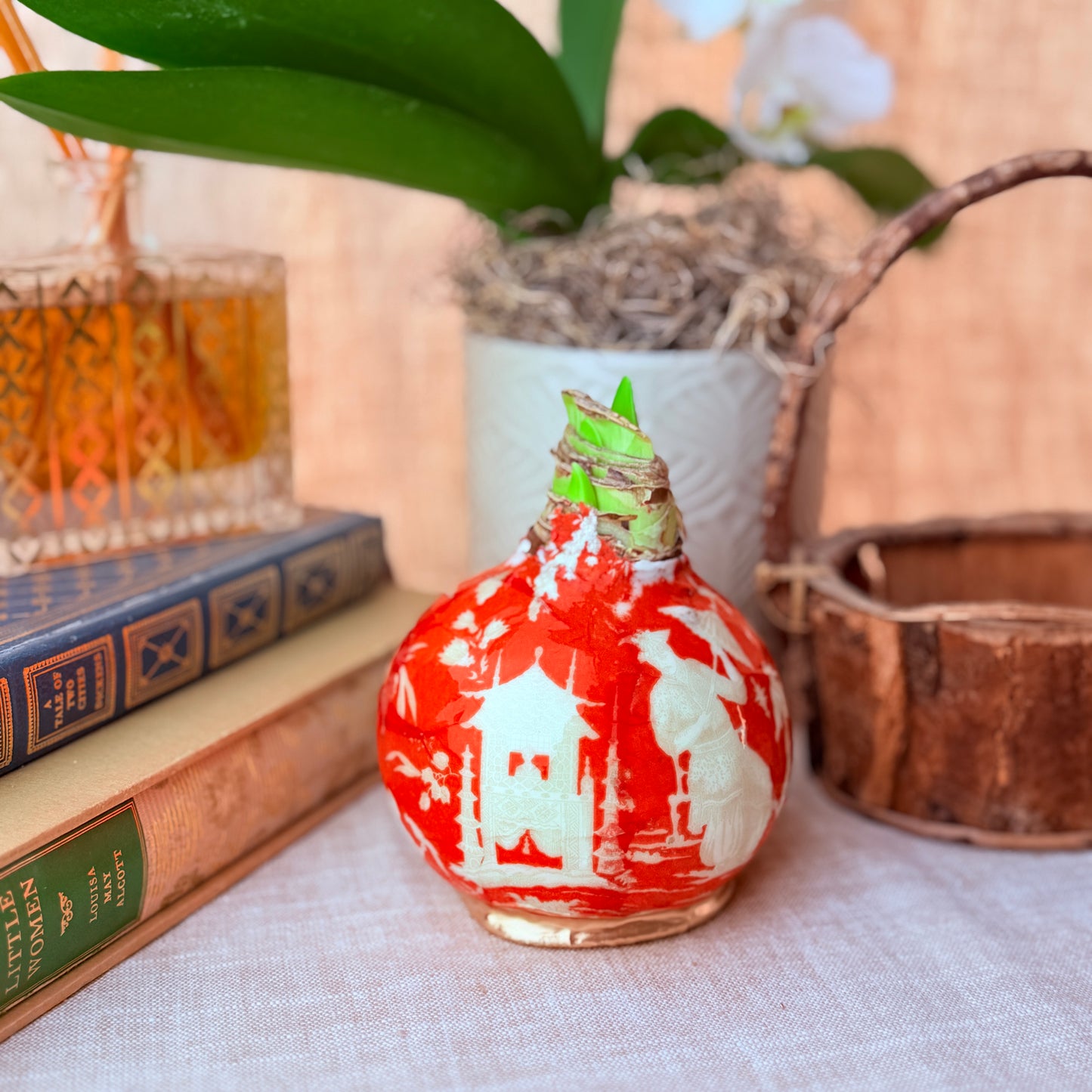 Designer Amaryllis Bulb White Bloom