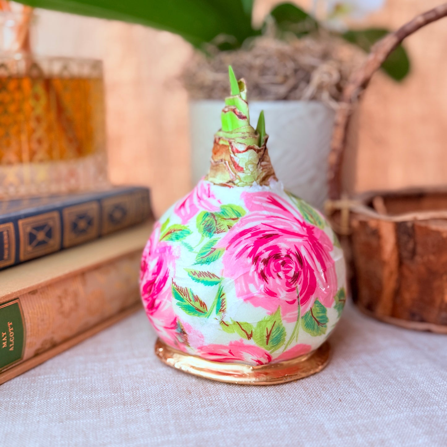 Designer Amaryllis Bulb White Bloom