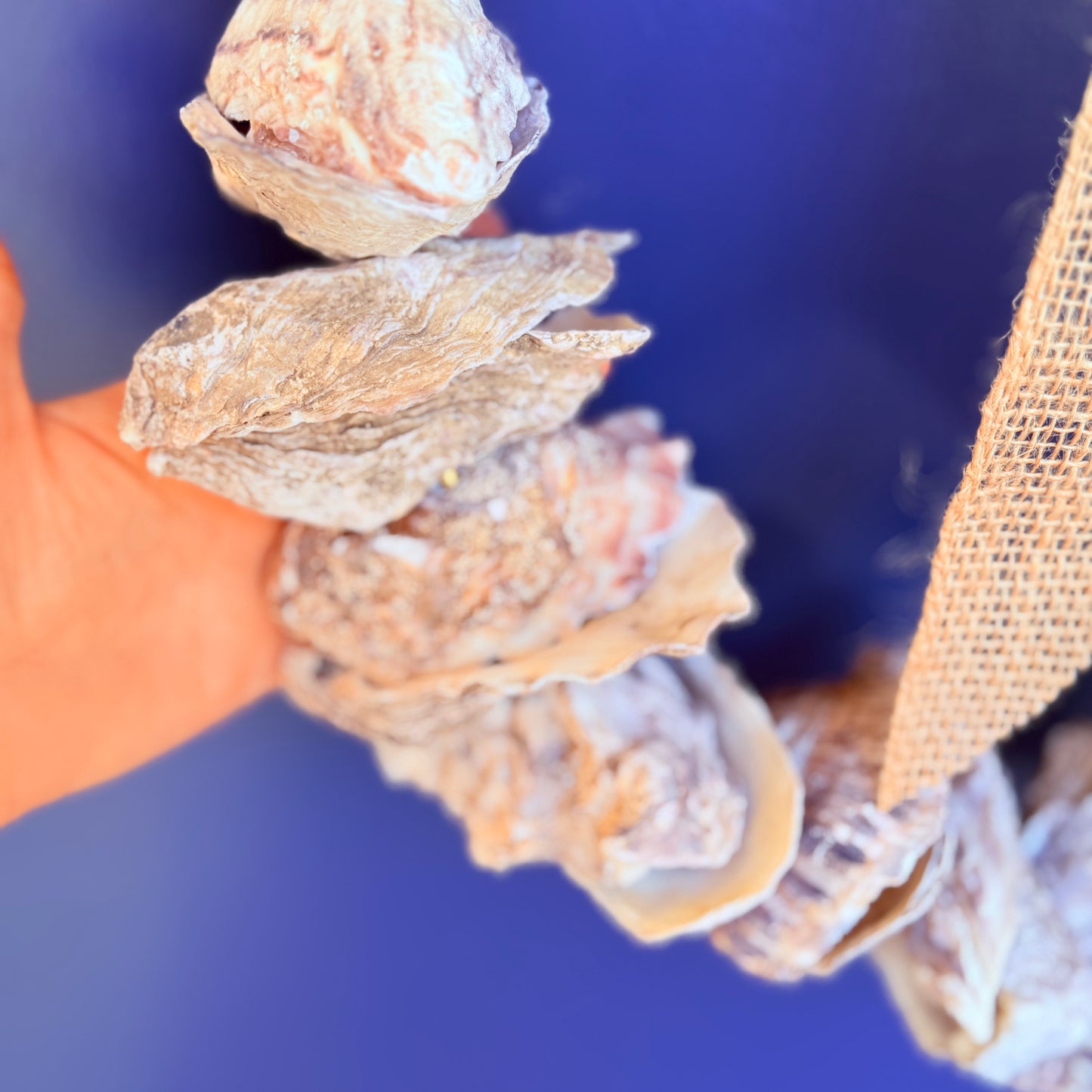 Coastal Oyster Shell Wreath