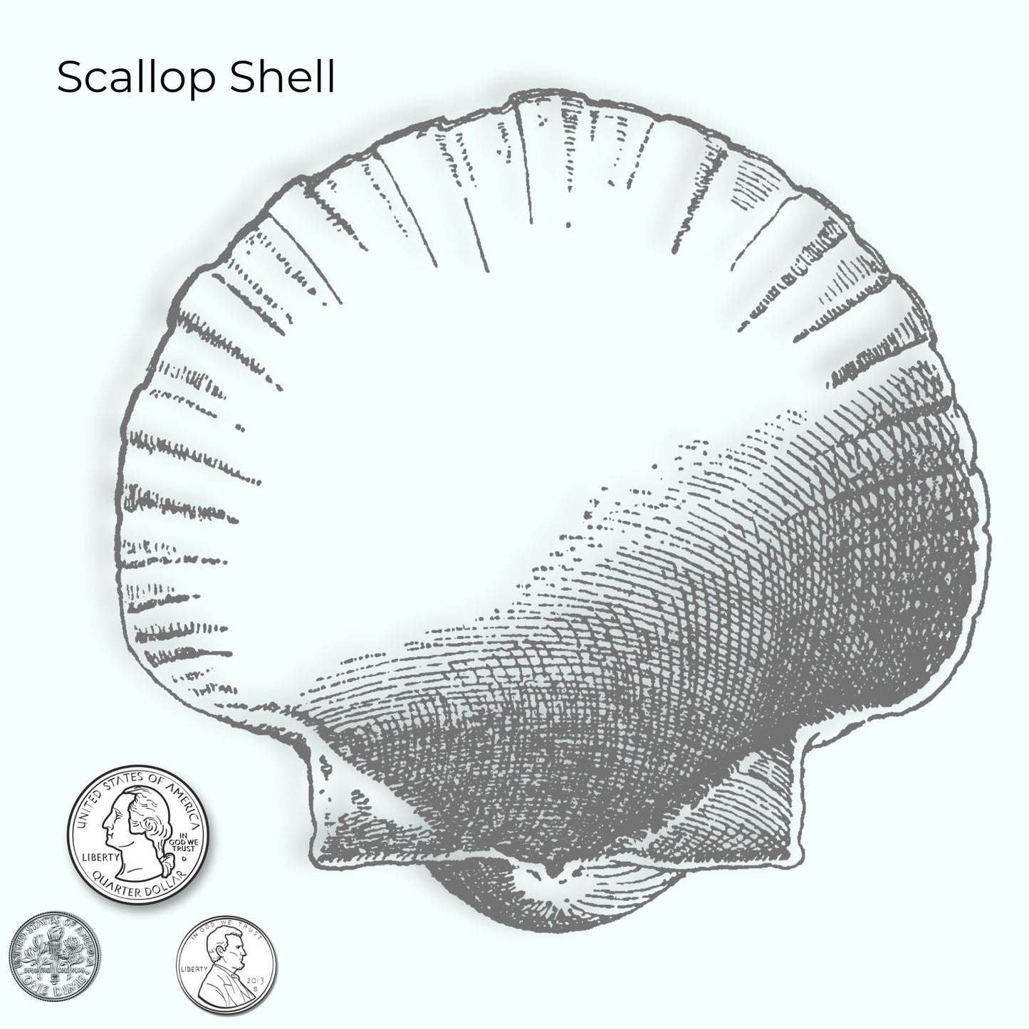 Illustration of a scallop shell with a penny for scale on a white background